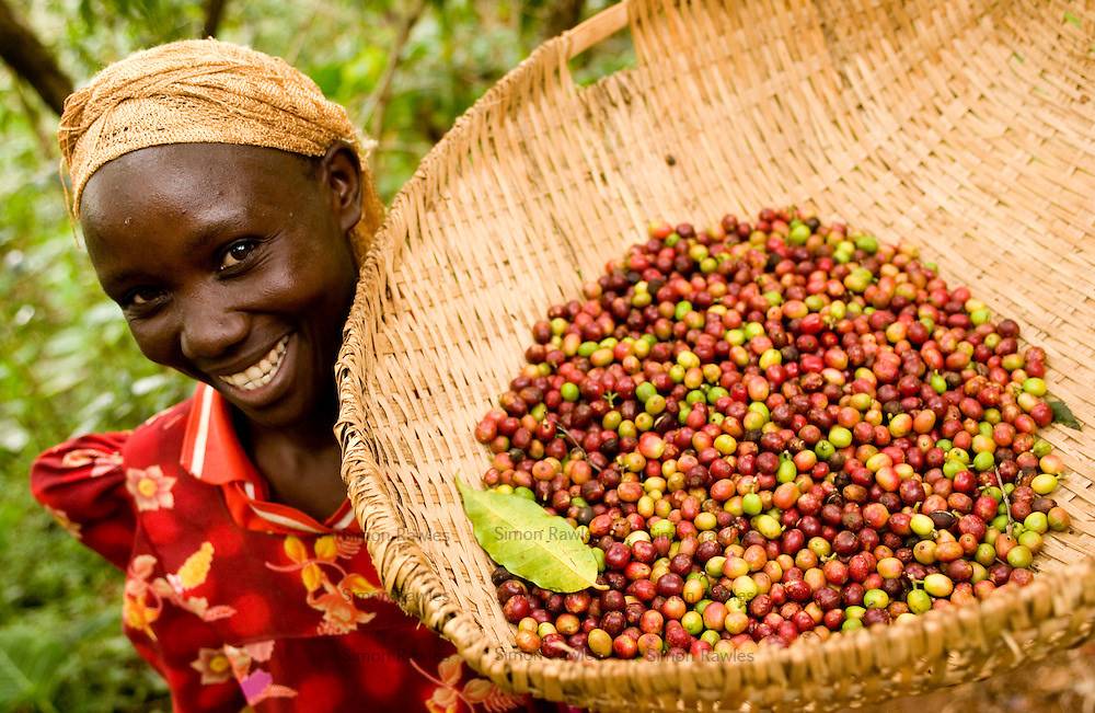 Сорта кофе в колумбии: история кофейной индустрии и экспорт