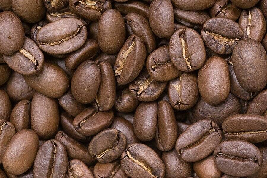 Кофе марагоджип: территория выращивания и вкусовые особенности