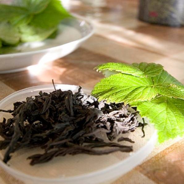 Чай из листьев смородины - польза и вред для здоровья