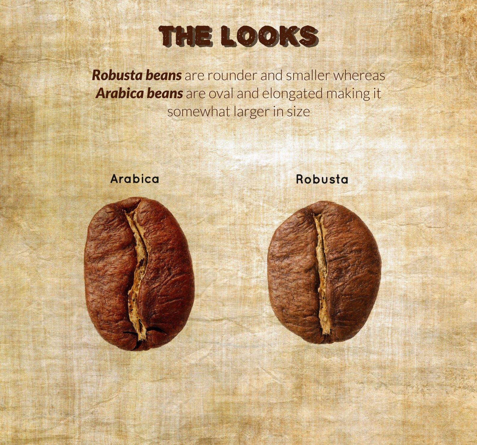 Кофе робуста: свойства, виды и отличия от арабики