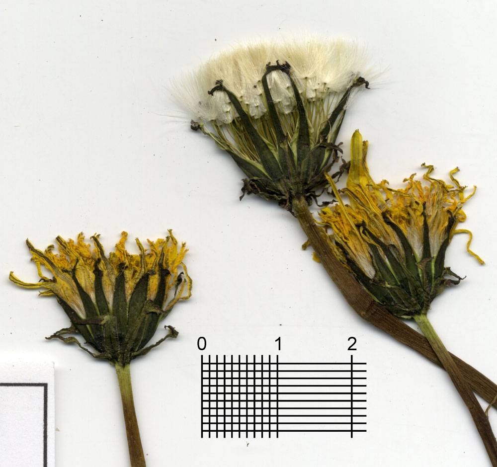 Одуванчик гербарий фото
