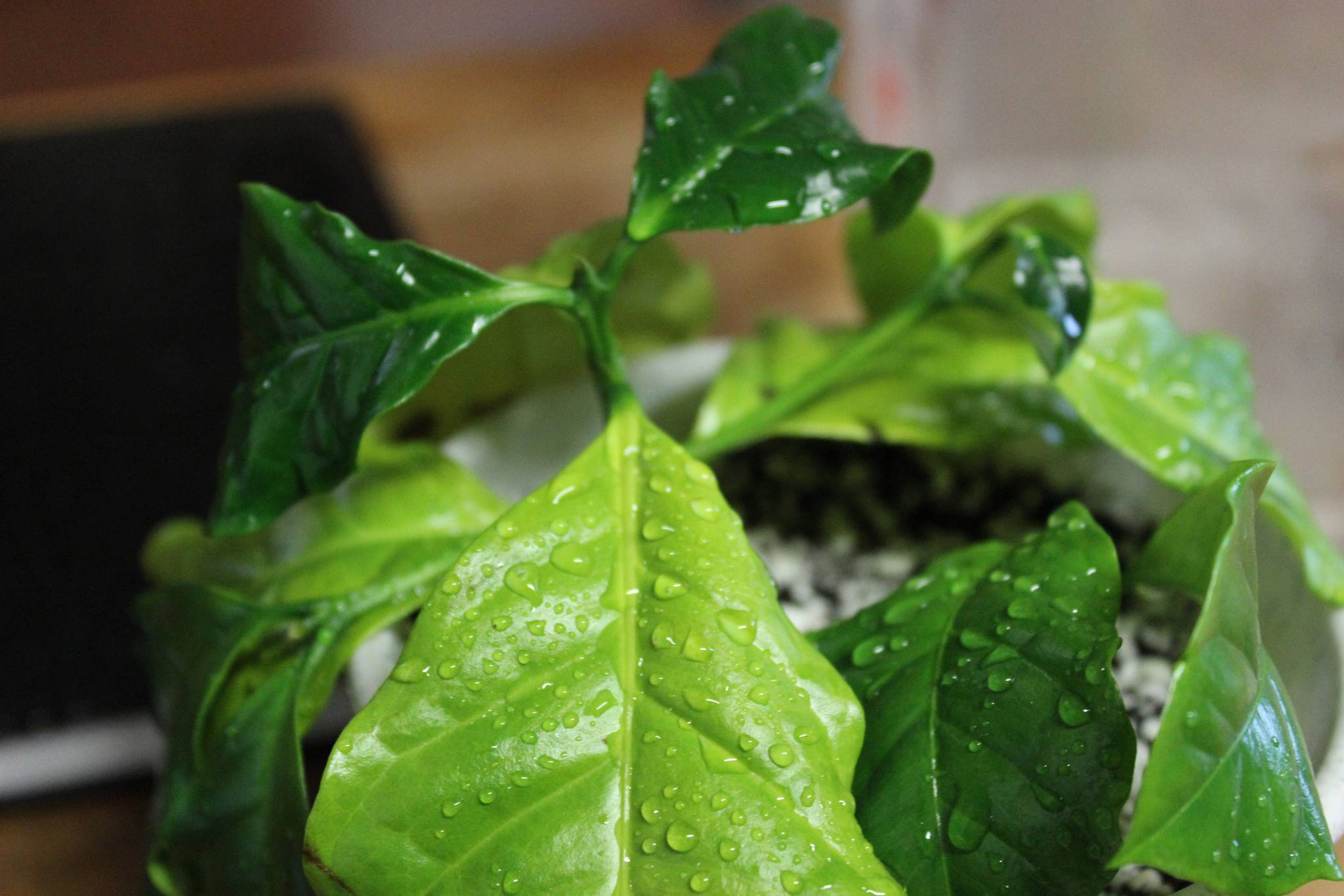 Кофе арабика - уход за растением в домашних условиях
