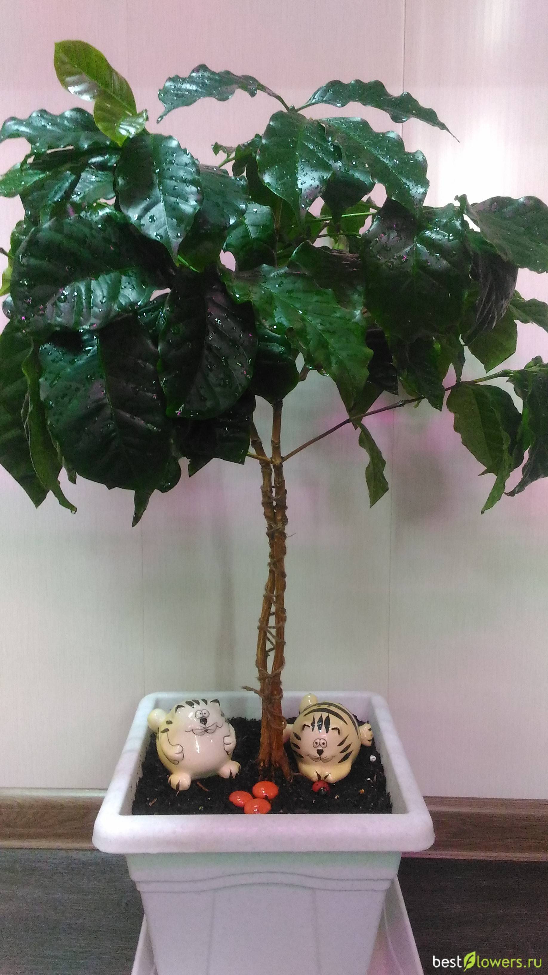 Кофейное дерево в доме: посадка семян и черенков, возделывание - цветочки - 25 марта - 43112009259 - медиаплатформа миртесен