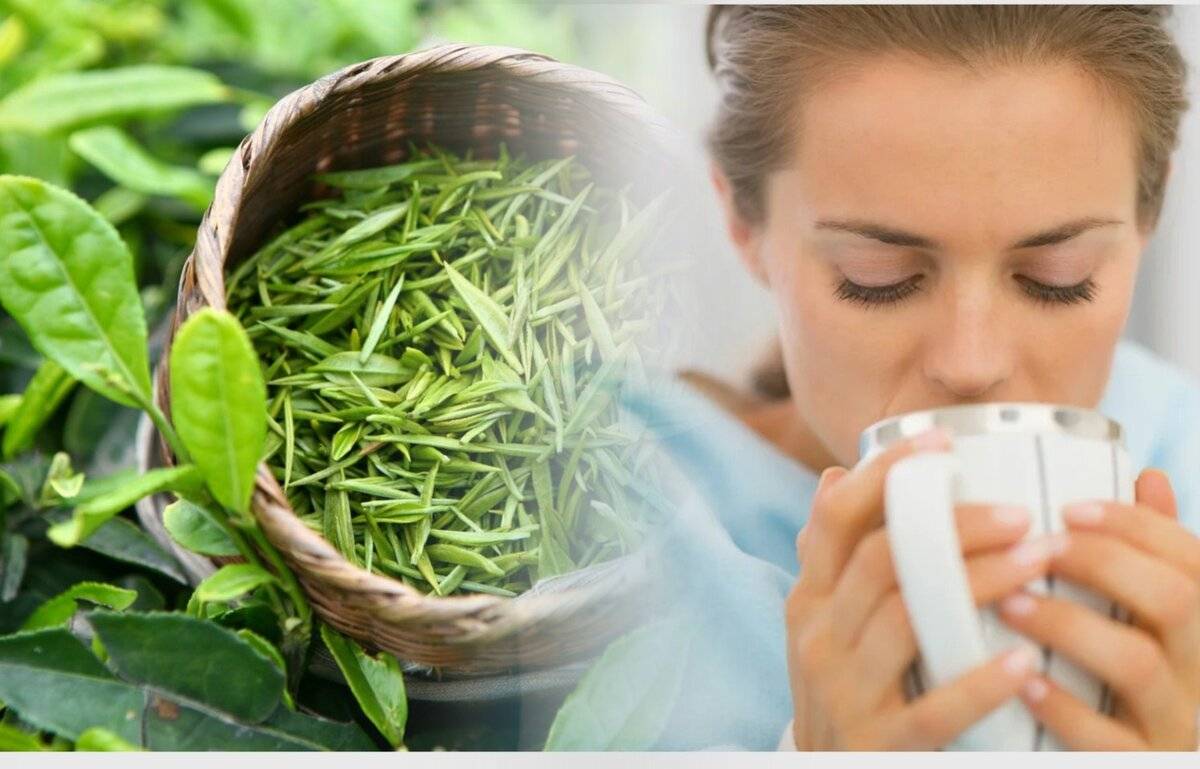 Зеленый чай - польза и вред для организма, свойства, действие напитка и противопоказания к применению