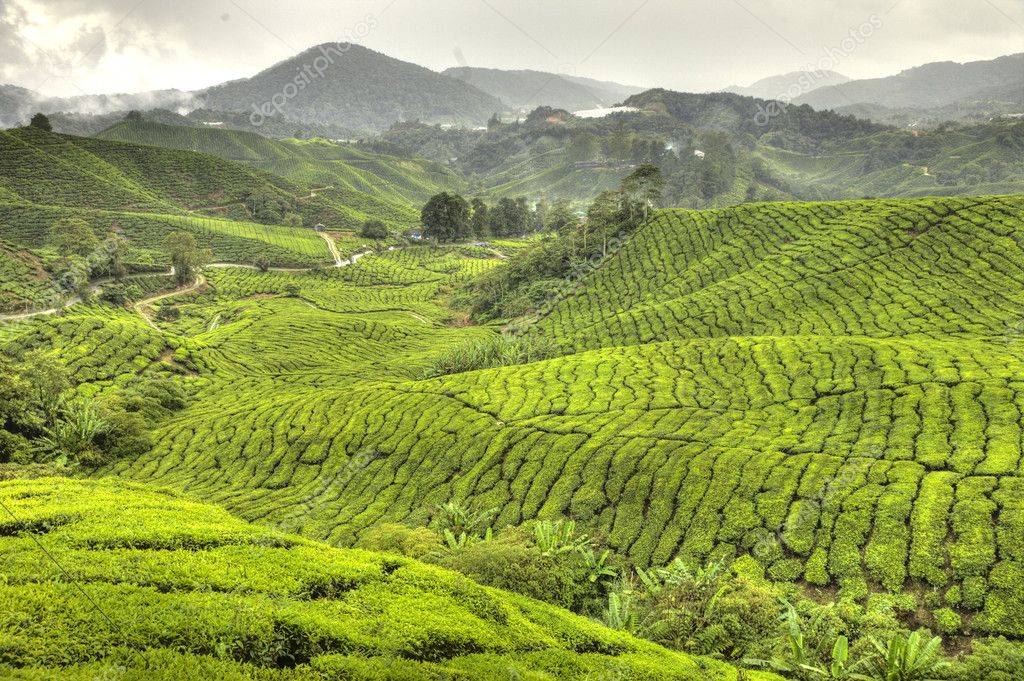 Чайные плантации шри-ланки, индии, вьетнама и малайзии