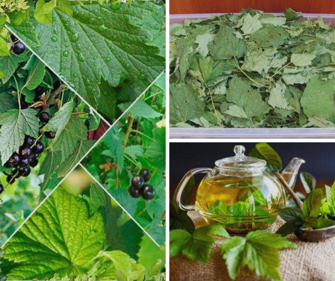 Чай из листьев смородины: польза и вред