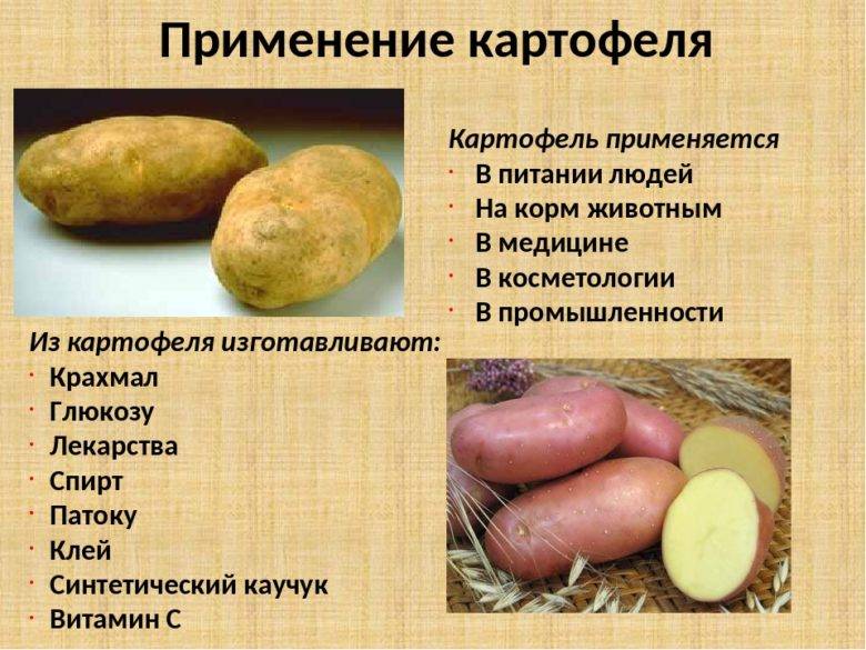 Кожура картофеля: польза и вред, рецепты бульона и отвара