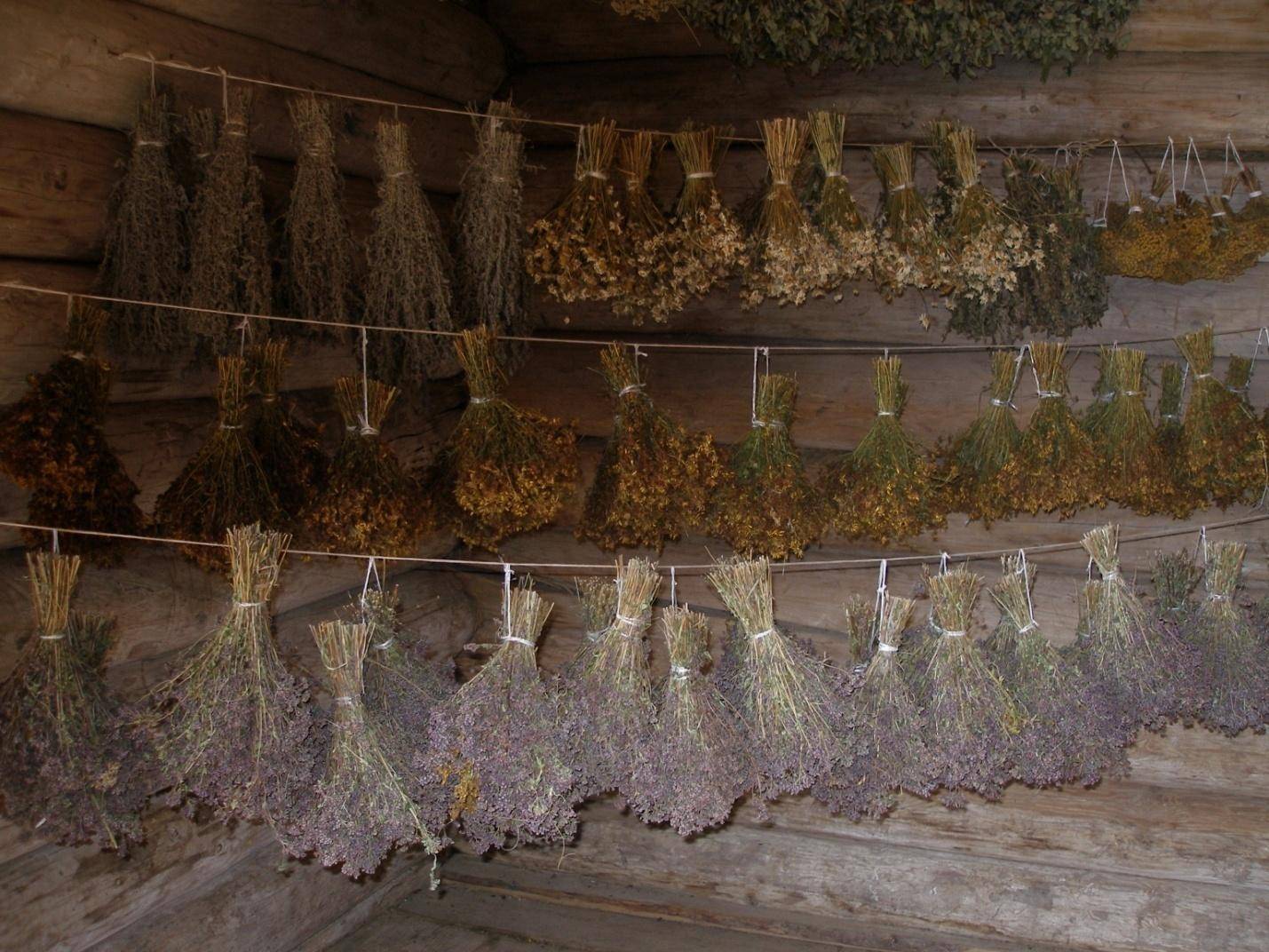 Полезные травы для чая: как правильно собрать и заготовить