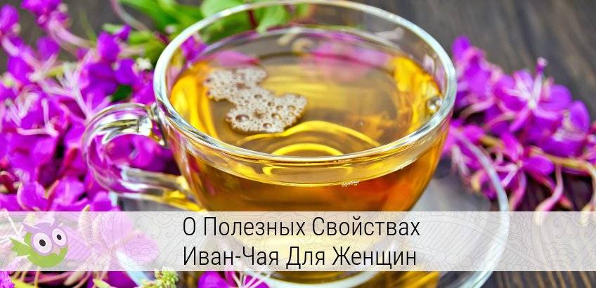 Трава иван-чай: лечебные свойства и противопоказания