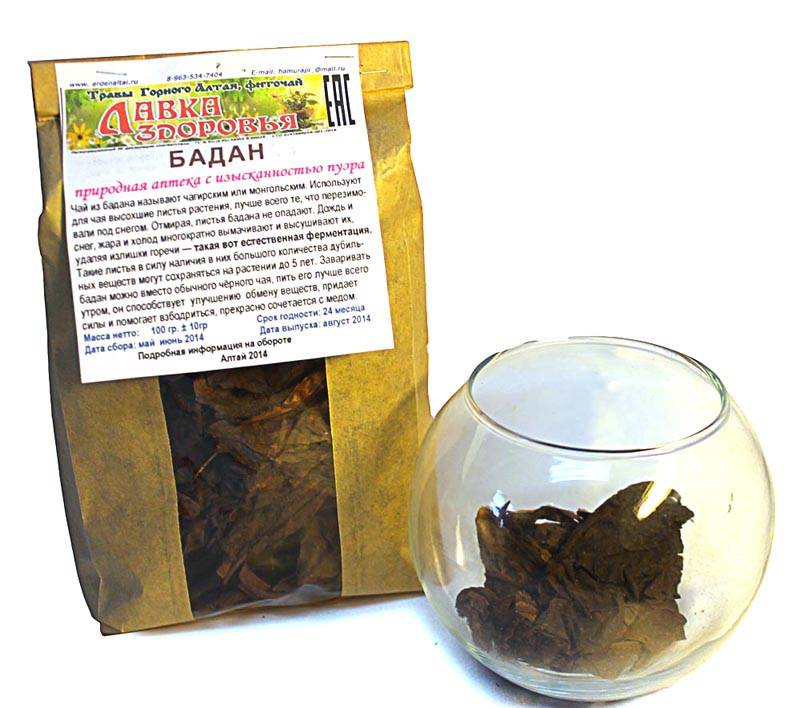Чай из бадана: польза и вред, как заваривать