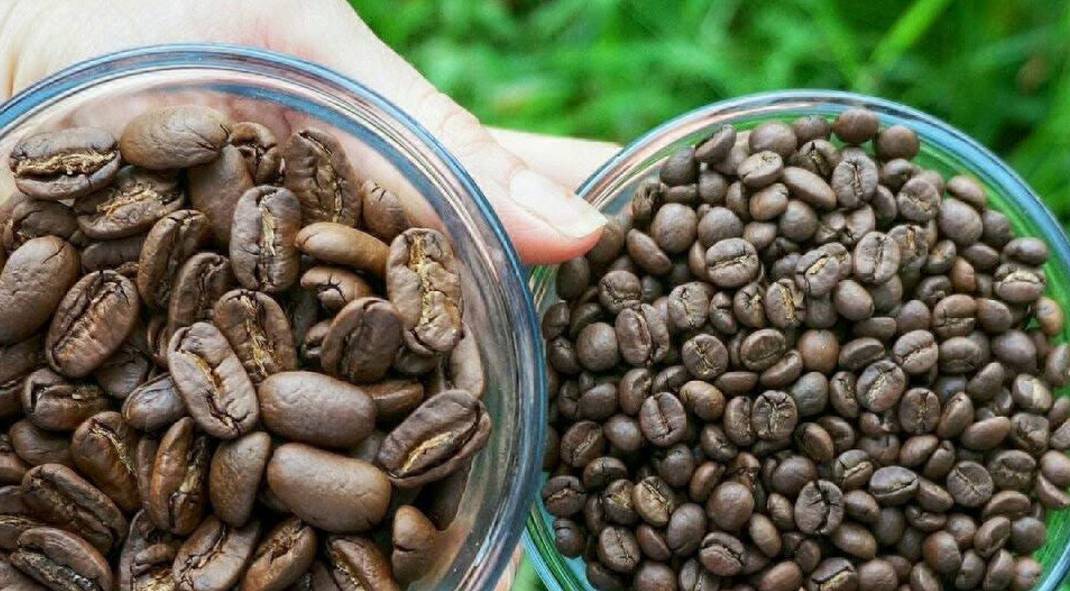 Кофе лювак (kopi luwak) – самый дорогой кофе в мире или за что ценится кофе из какашек