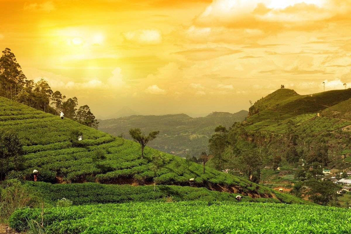 Цейлонский чай: цены, как выбрать и где купить? | mama asia