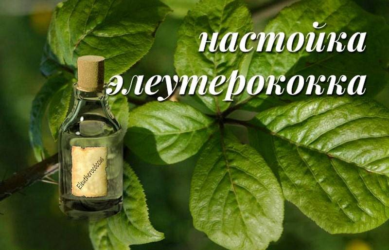 Экстракт элеутерококка жидкий: показания, особенности применения, рецепты