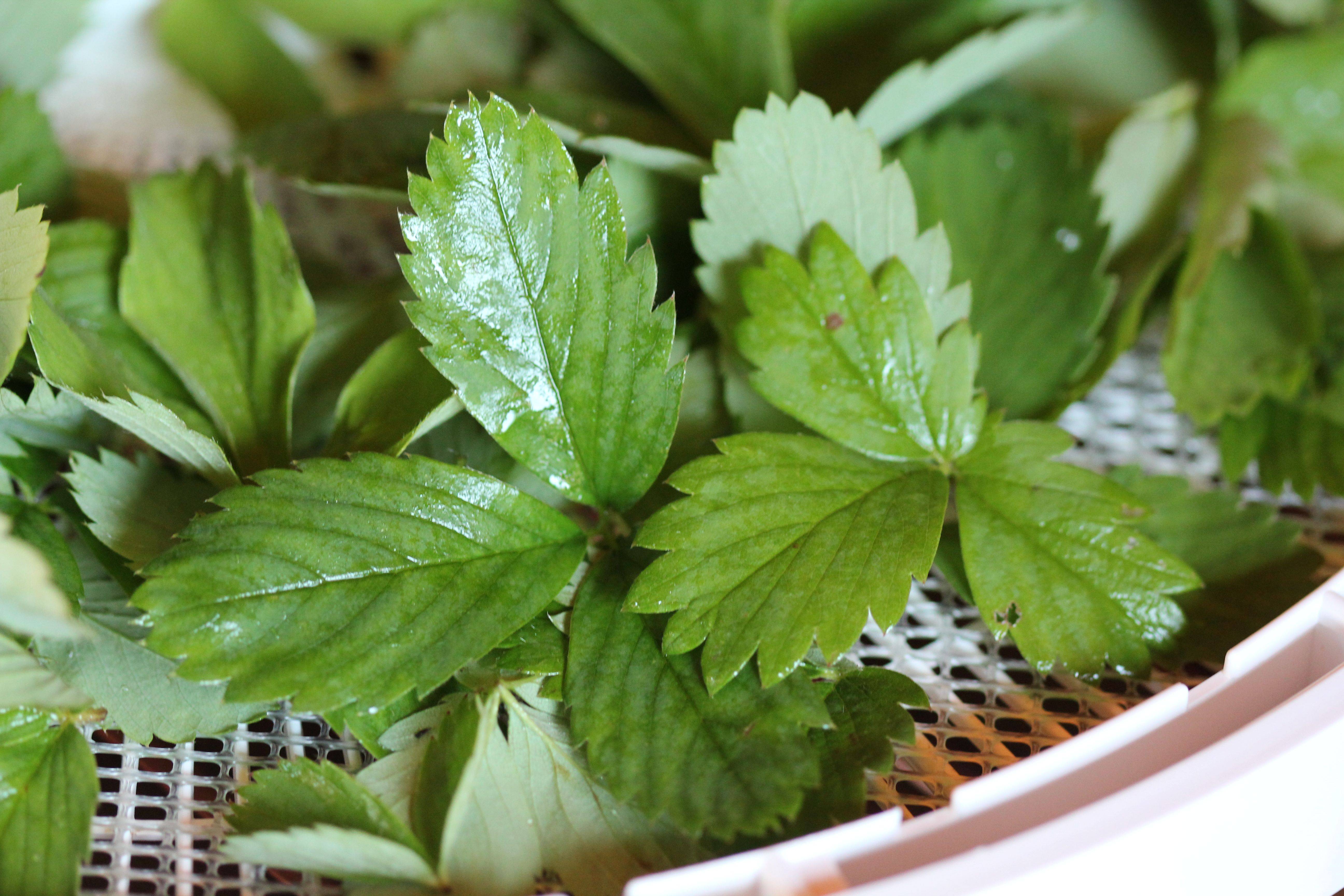 Чай из листьев смородины - польза и вред, заготовка на зиму