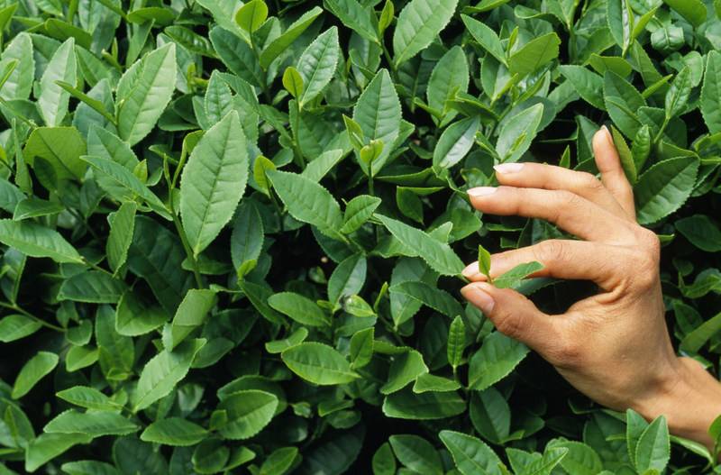 5 мест, где выращивают краснодарский чай