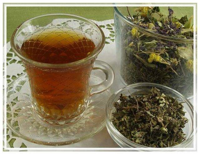 Чай кудин полезные свойства, исследование пользы и вреда, как заваривать