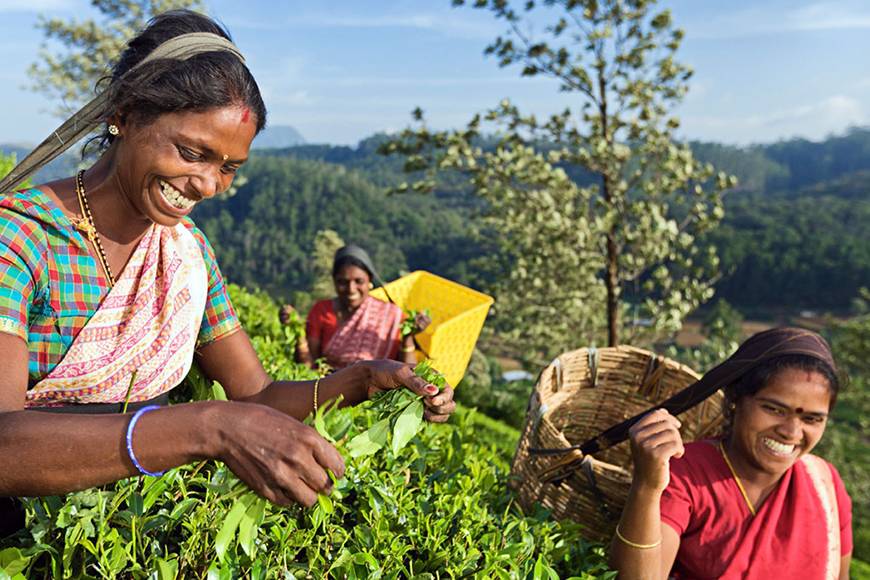 Цейлонский чай — особенности сортов, как заварить | oblacco