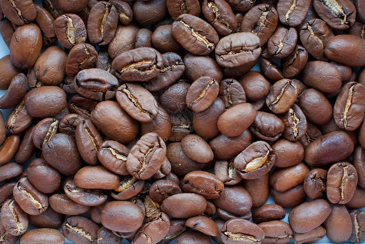 Кофе марагоджип - история создания, характеристики, сорта и отзывы