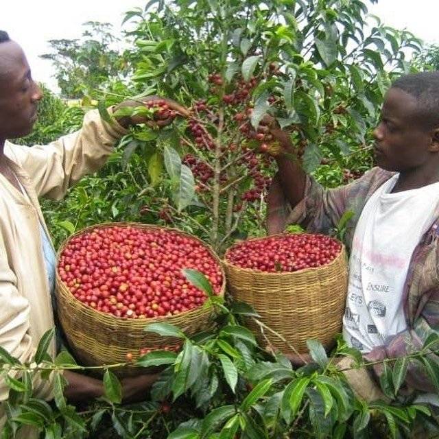 Как выращивают кофейные деревья и в каких странах они растут?