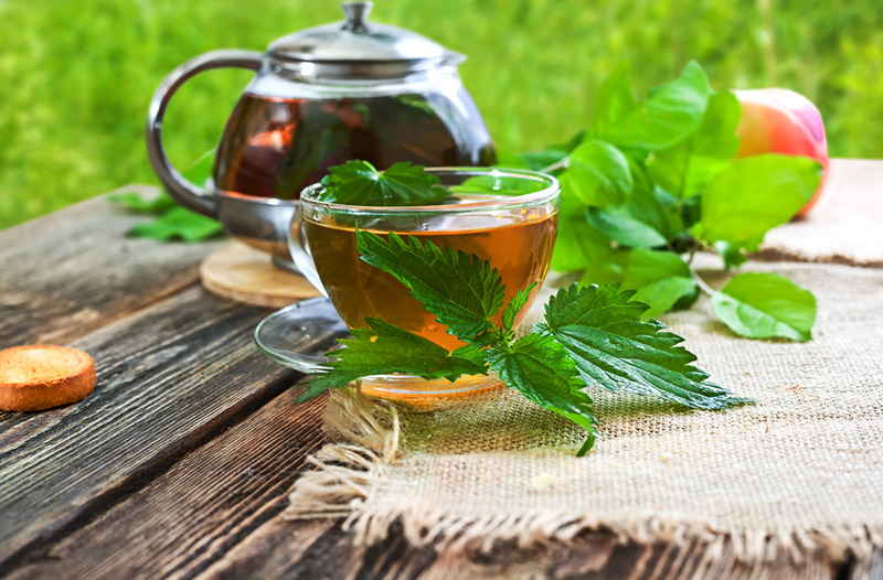Чай из крапивы - польза и вред для здоровья