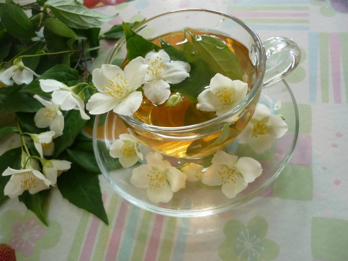 Зеленый чай с жасмином, польза или вред, приготовление