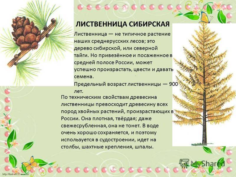 Применение лиственницы сибирской в медицине