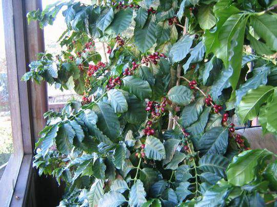 Кофейное дерево арабика — как получить урожай дома?
