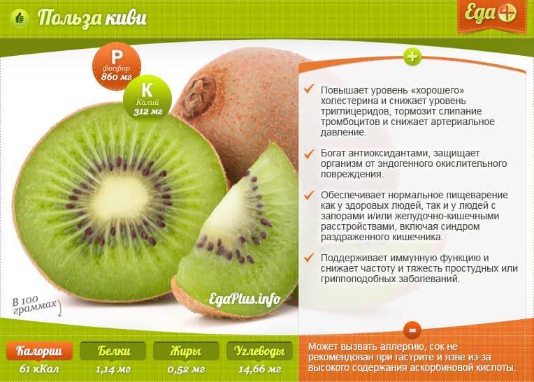 Киви фрукт – польза и вред для организма человека и его здоровья