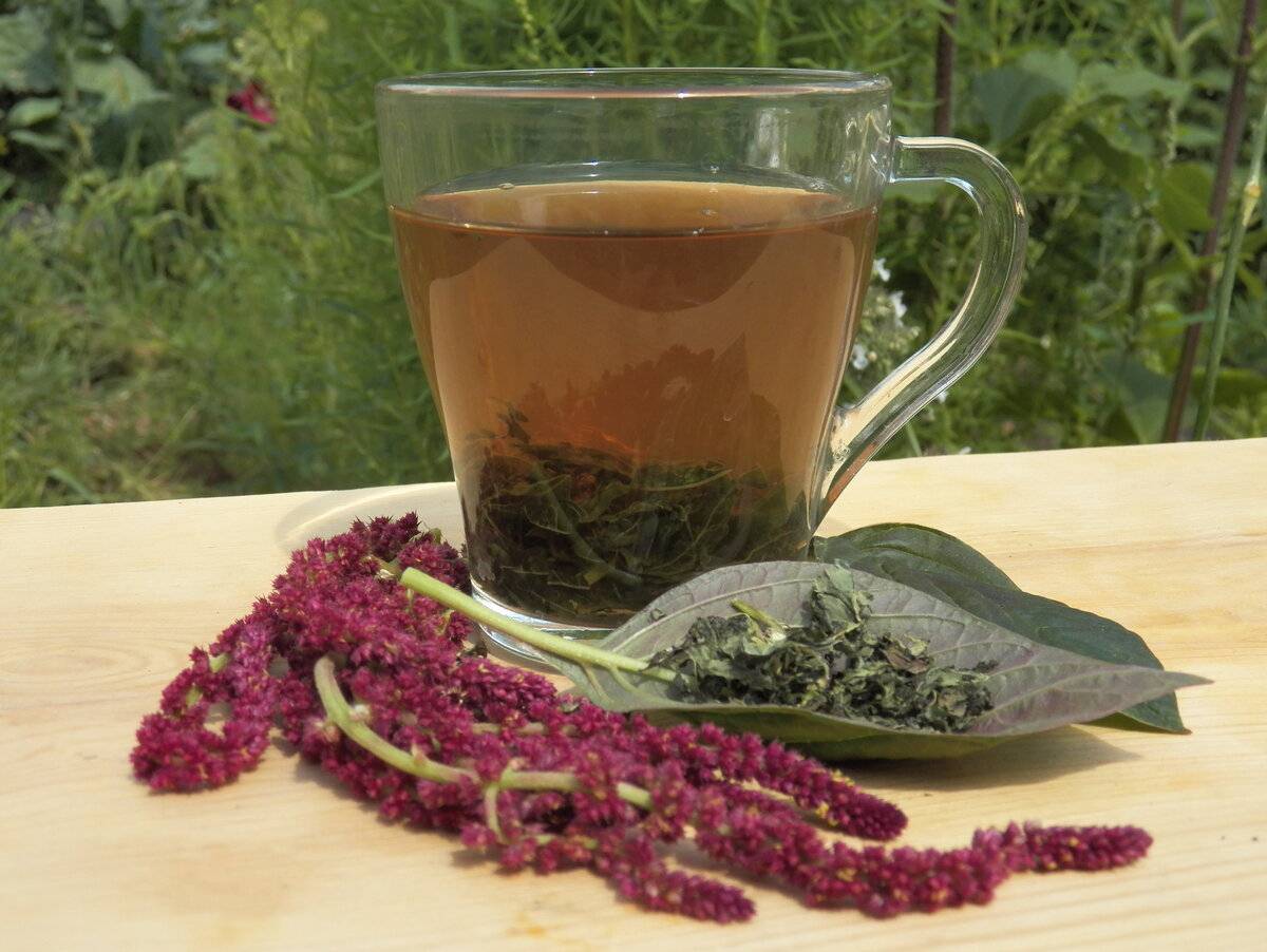 Чай из листьев амаранта: показания, рецепты приготовления