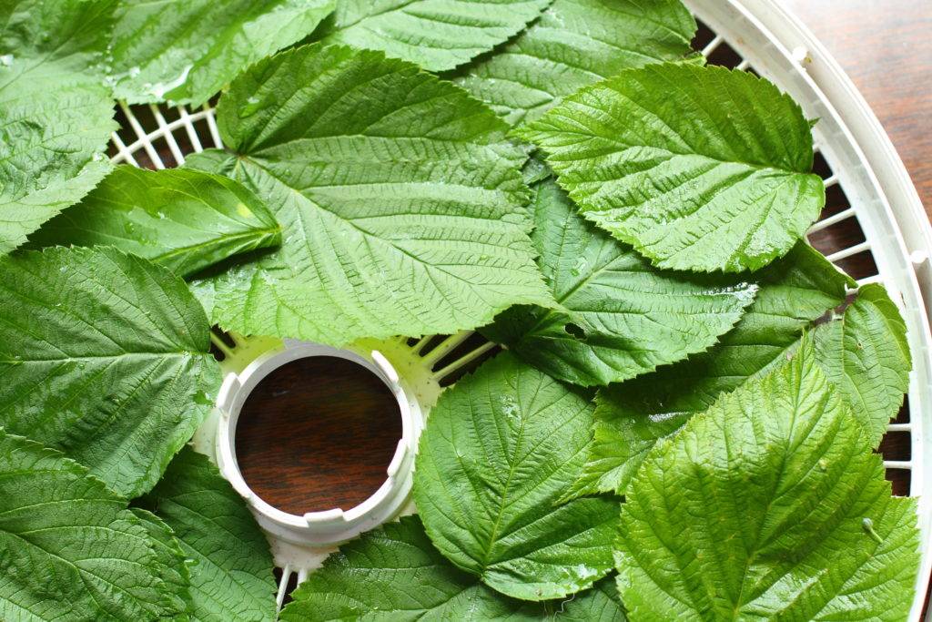 Запасаемся листьями малины для ароматного чая! ферментация в домашних условиях