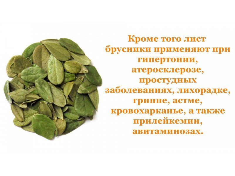 Чай, настой, отвар и спиртовая настойка из листьев брусники: инструкция и рецепт приготовления