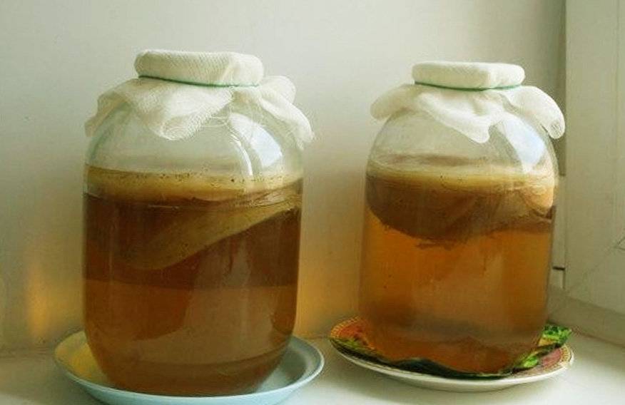 Как вырастить чайный гриб в домашних условиях с нуля?