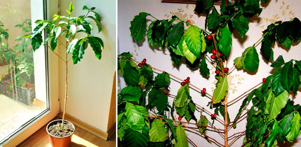 Выращивание кофейного дерева в домашних условиях: особенности посадки и грамотный уход