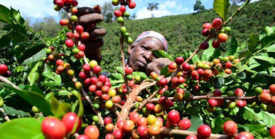 Кофе в танзании: особенности, виды, сорта и регионы