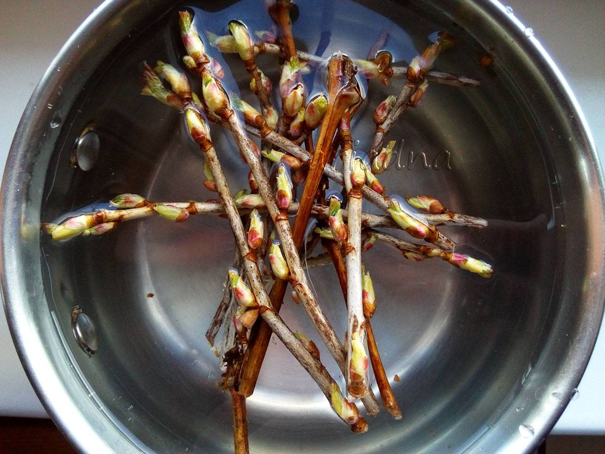 Ферментация листьев вишни в домашних условиях для полезного чая