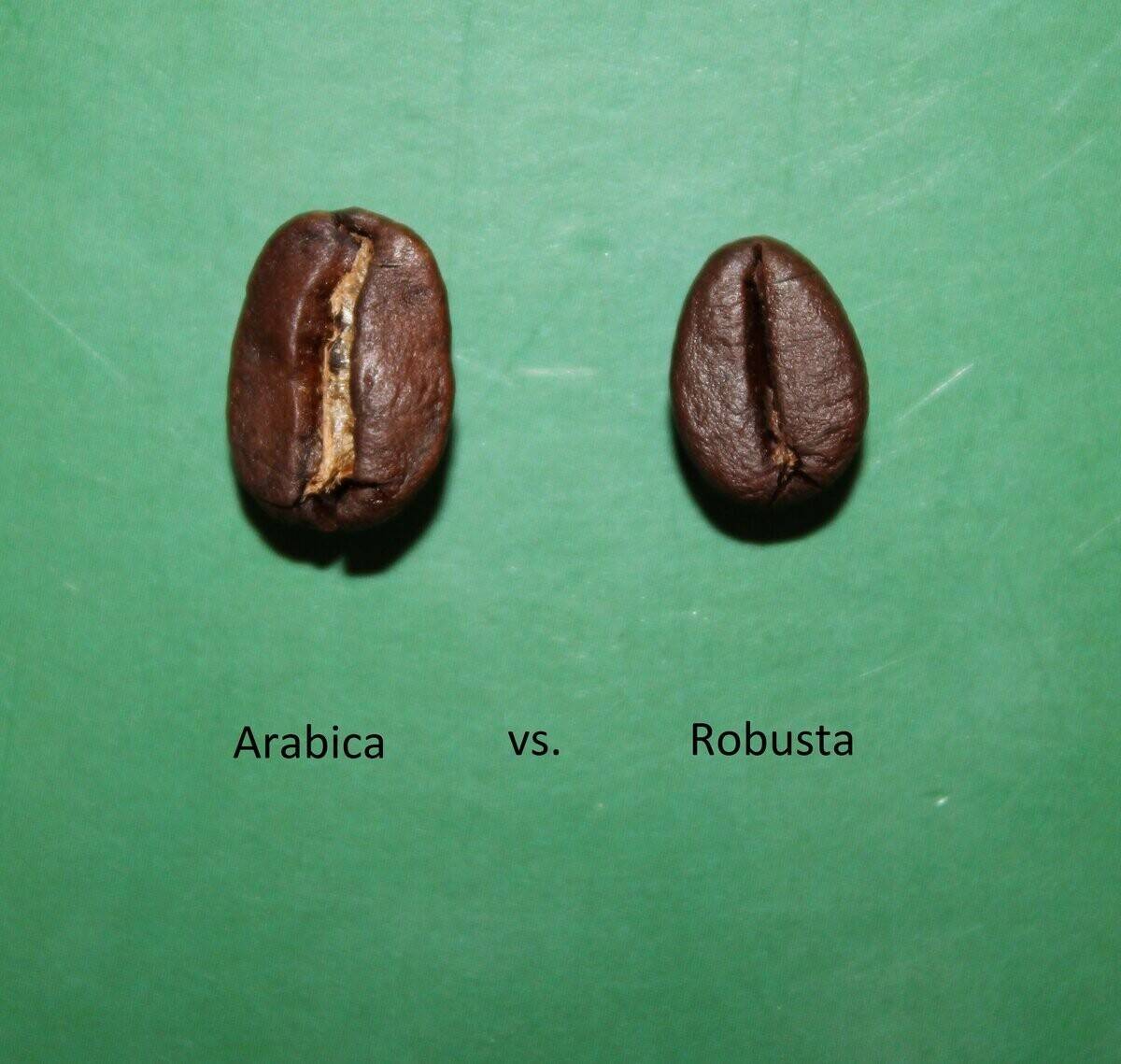 Робуста - что это за сорт кофе, отличие от арабики, особенности вкуса и аромата
