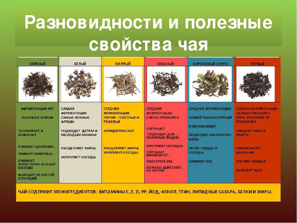 Чай - его виды, классификация и сравнительная таблица