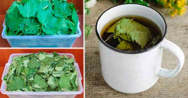Как собирать и сушить листья смородины для чая