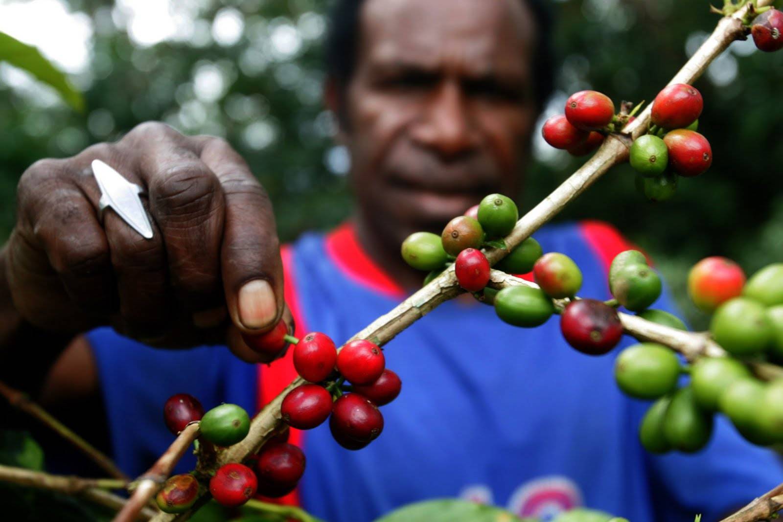 Кофе папуа новой – гвинеи: особенности, виды, сорта, марки