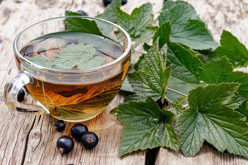 Приготовление чая из листьев смородины, польза и вред напитка