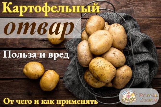 Отвар картофеля: польза и вред, применение в лечении
