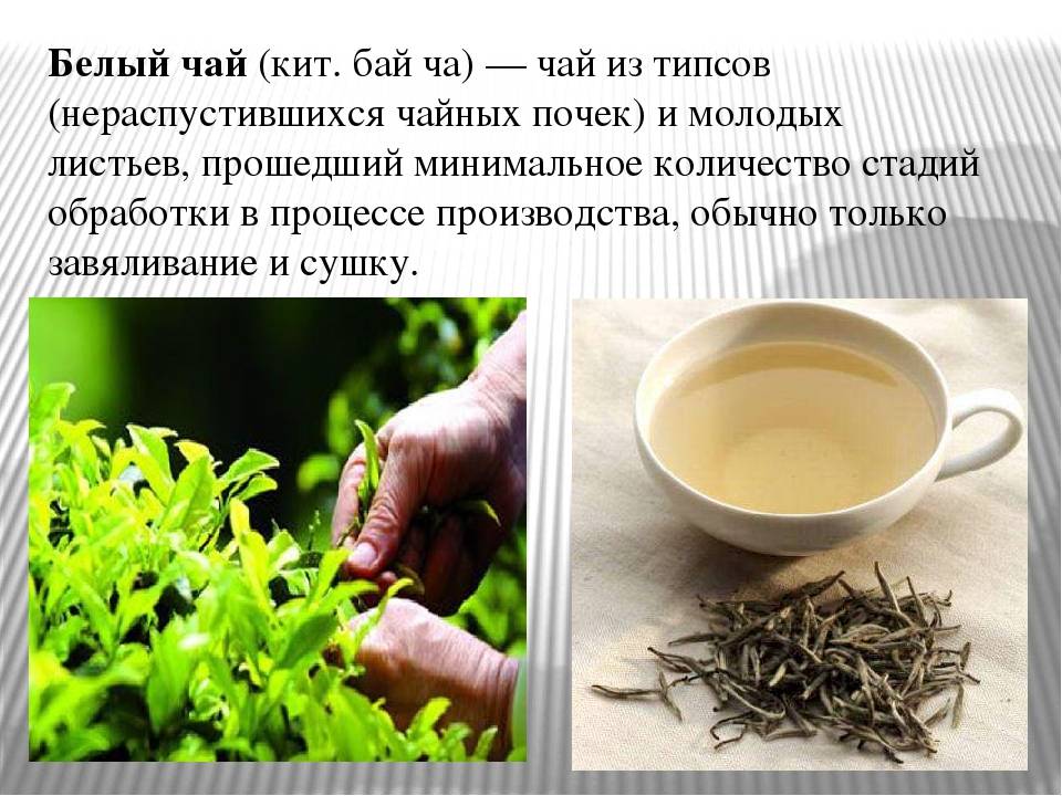 Полезные свойства белого чая, вред белого чая, как заваривать и чем он поможет организму