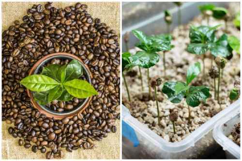 Кофейное дерево: посадка, уход и выращивание