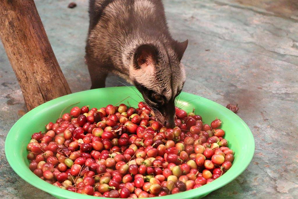 Копи лювак. как делают самый дорогой кофе в мире из кала животных