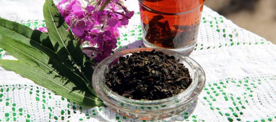 Копорский чай: польза и вред. лечебные свойства и противопоказания кипрея узколистного (иван-чая), отзывы