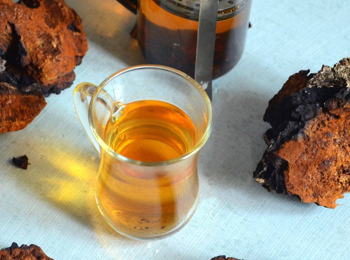 Чаговый чай, польза и вред березового гриба