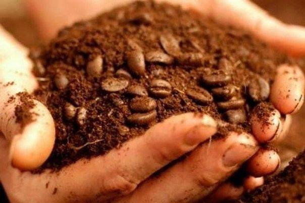 Кофе как удобрение: для каких растений на огороде подходит жмых и молотый кофе и как использовать в качестве удобрения?