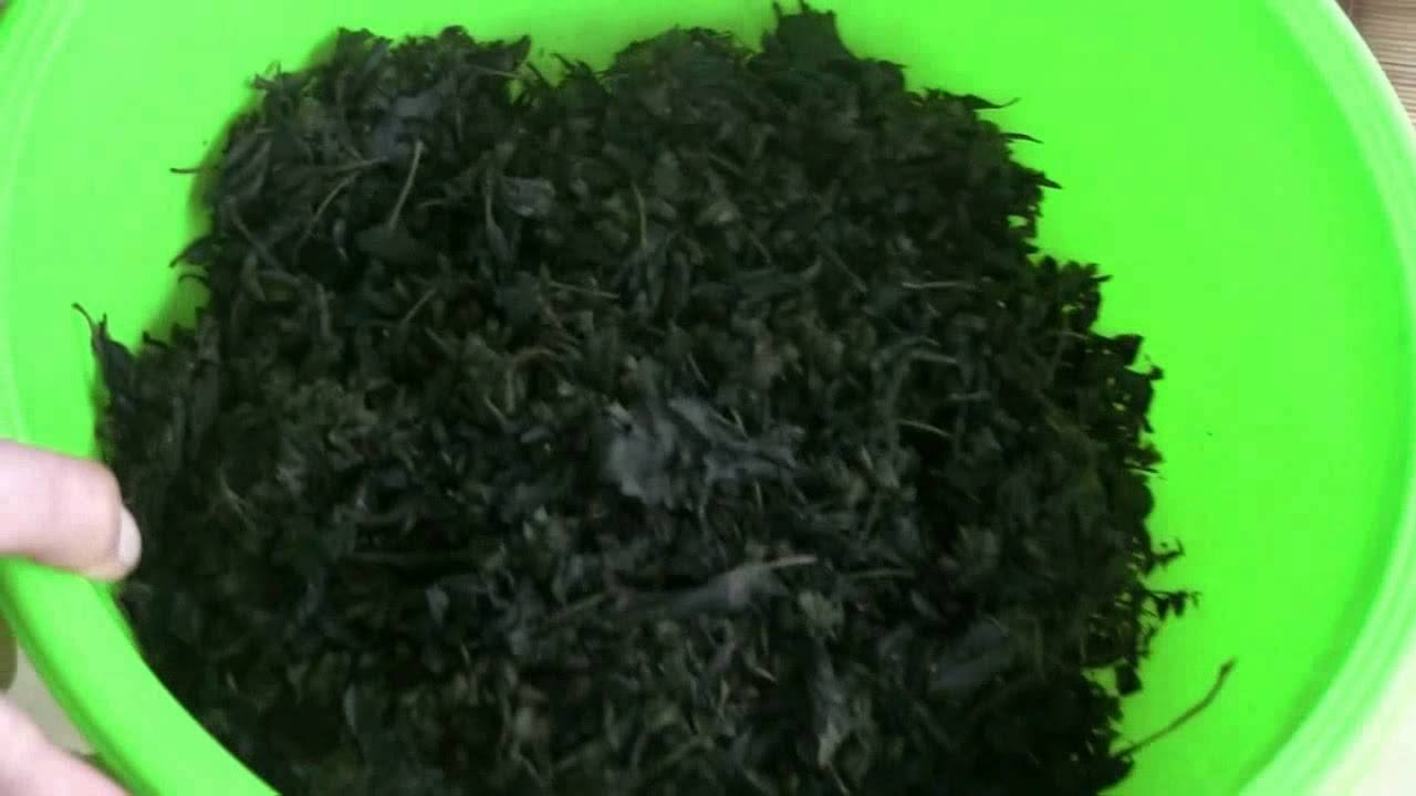 Польза и вред чая из листьев вишни | польза и вред
