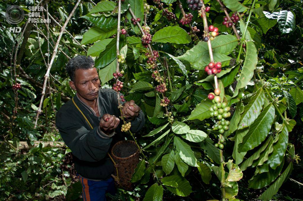 Где выращивают кофе? где растет кофе в мире?
