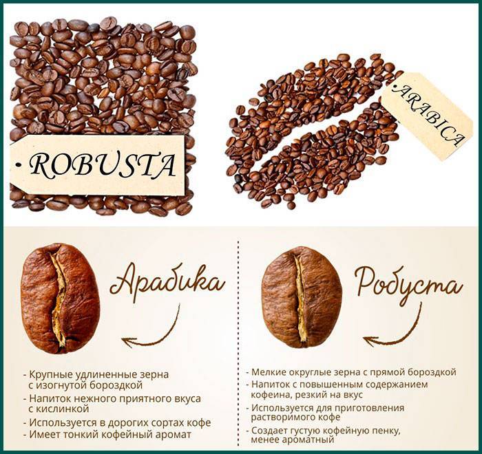 Кофе арабика: кофейное дерево, как производят и обжаривают зерна